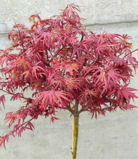 Acer palmatum diss. 'Red Pygmy' 100cm kmeň